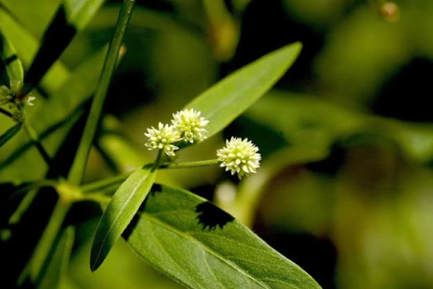 Brazil-Plants-Brazilian Ginseng