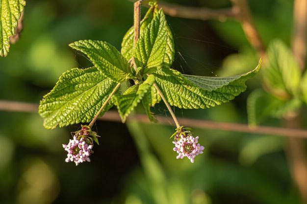 Brazil-Plants-Brazilian Mint