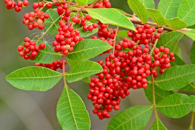 Brazil-Plants-Brazilian Pepper