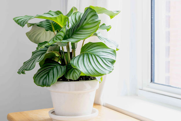 Brazil-Plants-Calathea