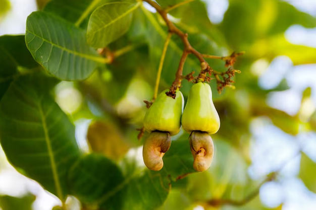 Brazil-Plants-Cashew