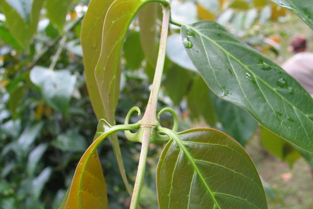 Brazil-Plants-Cat's Claw