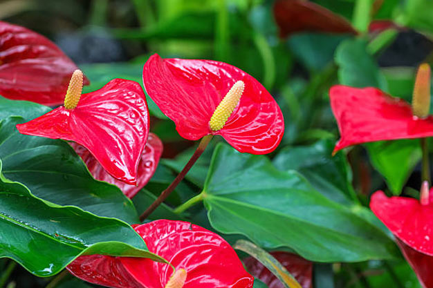 Brazil-Plants-Flamingo Flower