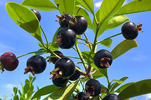 Brazil-Plants-Grumixama