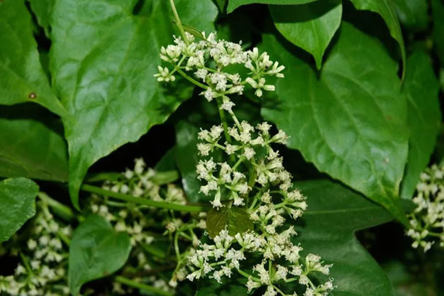 Brazil-Plants-Guaco