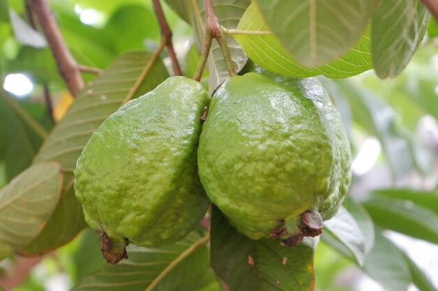 Brazil-Plants-Guava