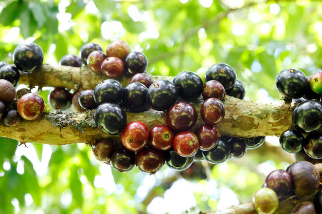 Brazil-Plants-Jabuticaba