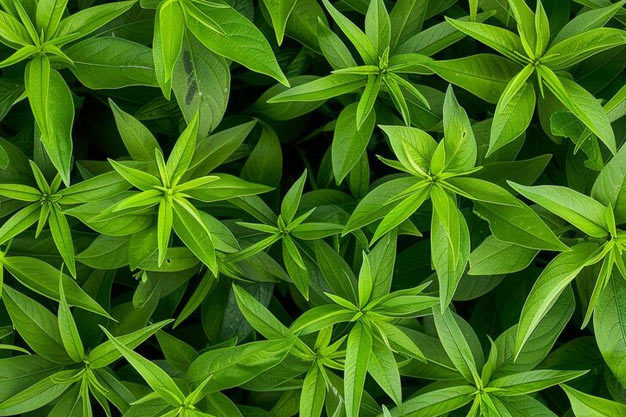 Brazil-Plants-Lemon Verbena
