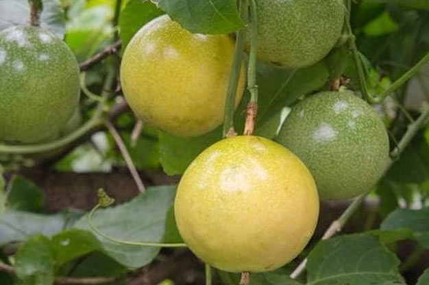 Brazil-Plants-Passion Fruit