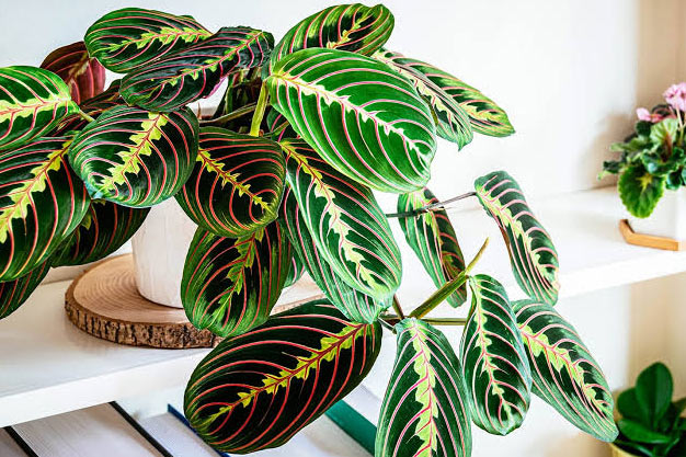 Brazil-Plants-Prayer Plant