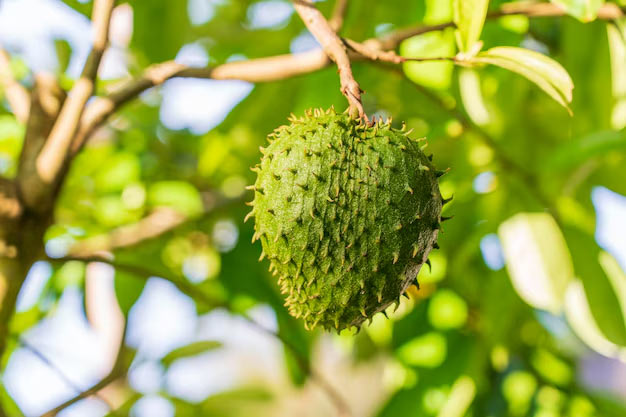 Brazil-Plants-Soursop