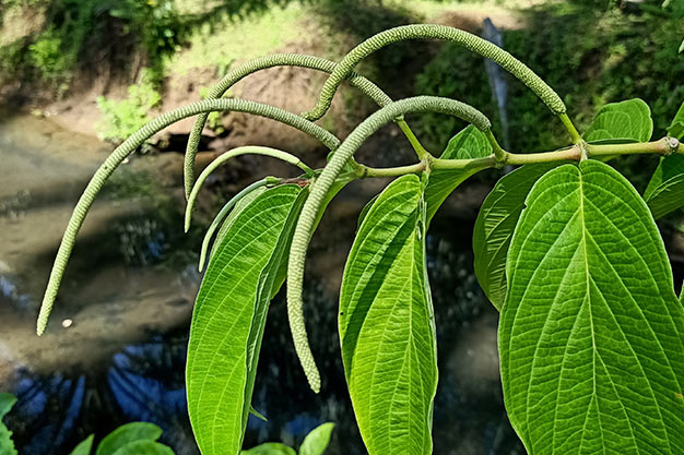 Brazil-Plants-Spiked Pepper