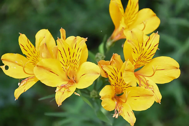 Canada-Flowers-Alstroemeria