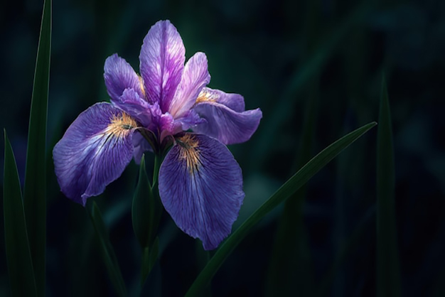 Canada-Flowers-Blue Flag Iris