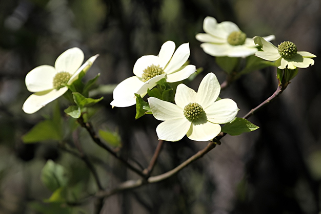 Canada-Flowers-Pacific Dogwood