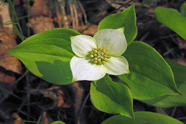 Canada-Flowers-Bunchberry