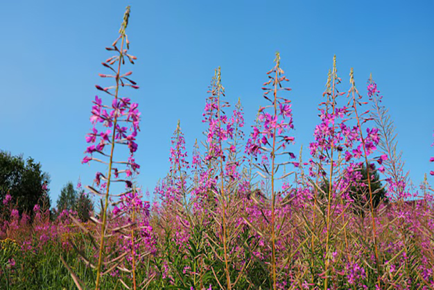 Canada-Flowers-Fireweed