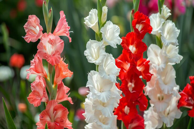 Canada-Flowers-Gladiolus
