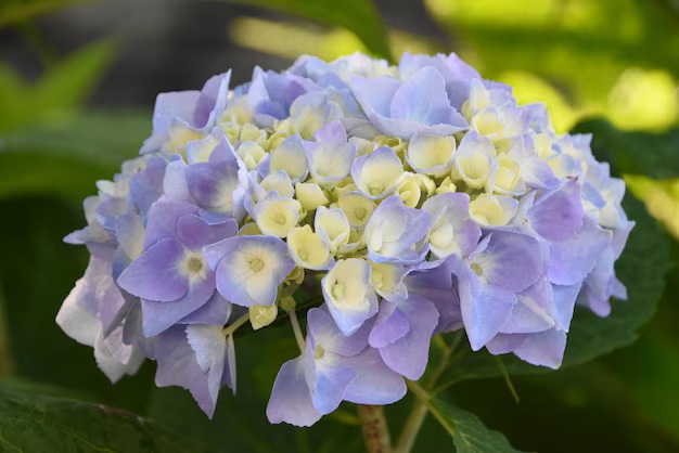 Canada-Flowers-Hydrangea