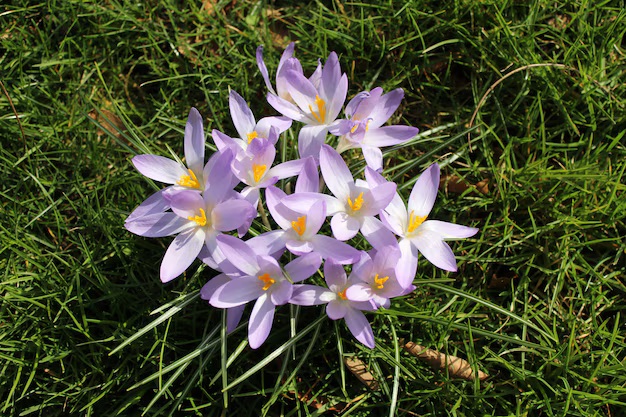 Canada-Flowers-Prairie Crocus