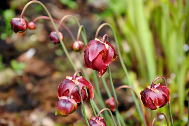 Canada-Flowers-Purple Pitcher Plant
