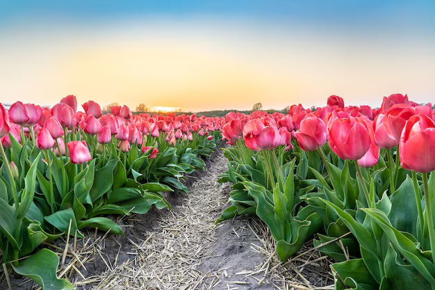 Canada-Flowers-Tulip
