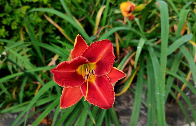 Canada-Flowers-Western Red Lily