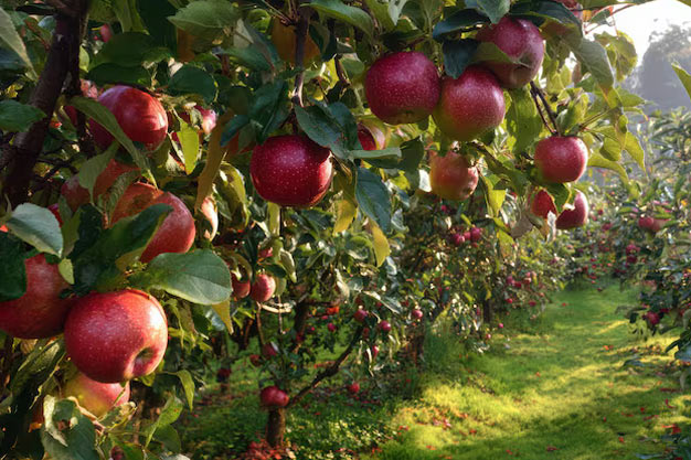 Canada-Plants-Apple