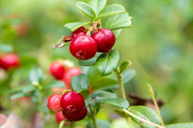 Canada-Plants-Cranberry