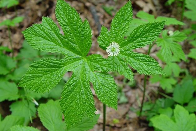 Canada-Plants-Goldenseal