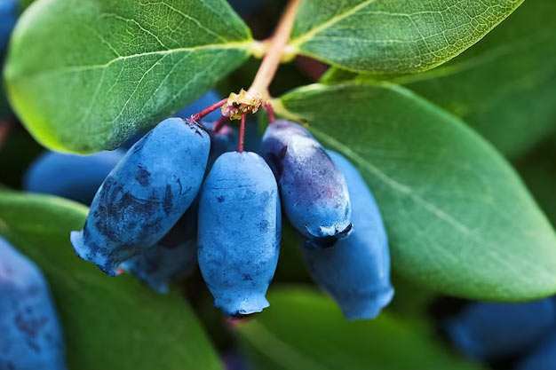 Canada-Plants-Haskap (Honeyberry)