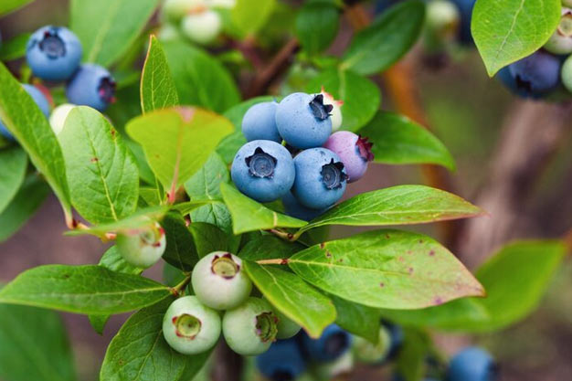Canada-Plants-Highbush Blueberry