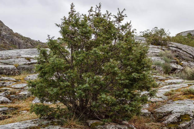 Canada-Plants-Juniper