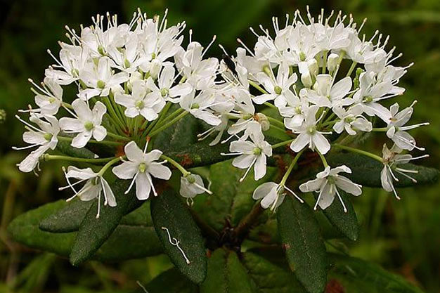 Canada-Plants-Labrador Tea