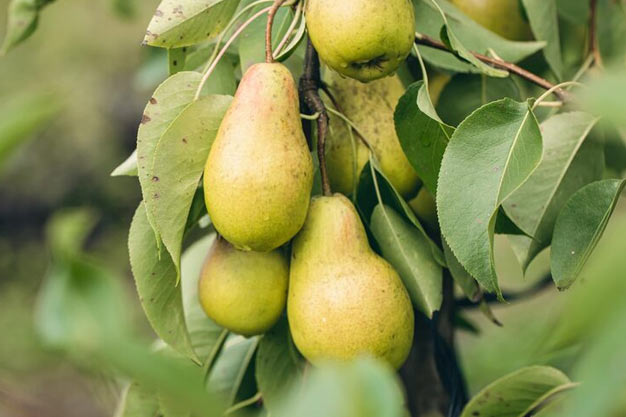 Canada-Plants-Pear