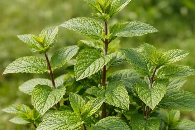 Canada-Plants-Peppermint