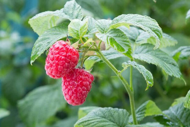 Canada-Plants-Raspberry