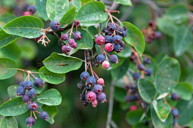 Canada-Plants-Saskatoon Berry