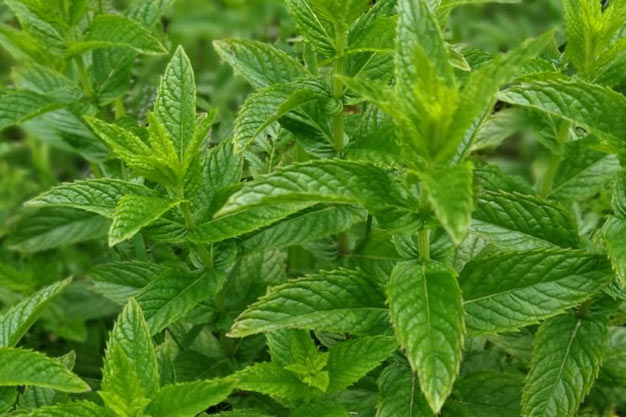 Canada-Plants-Spearmint