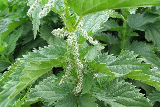 Canada-Plants-Stinging Nettle