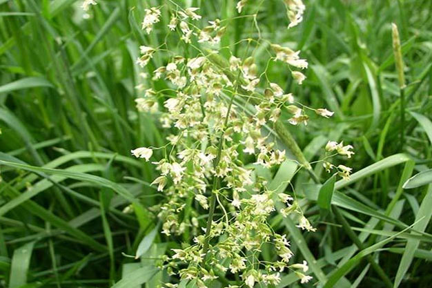 Canada-Plants-Sweetgrass