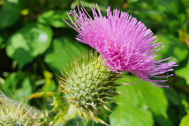 Canada-Plants-Wild Bergamot (Bee Balm)