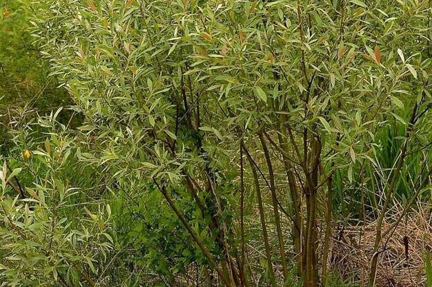 Canada-Plants-Willow