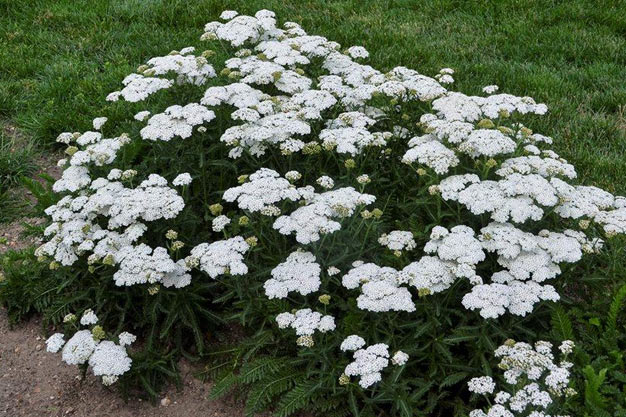 Canada-Plants-Yarrow