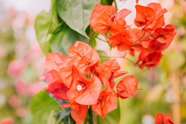 India-Flowers-Bougainvillea