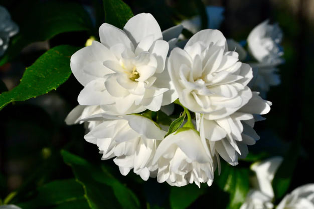 India-Flowers-Jasmine (Mogra/Gajra)
