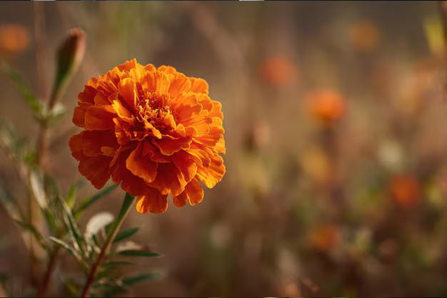 India-Flowers-Marigold