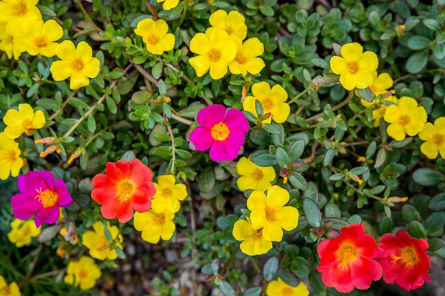 India-Flowers-Moss Rose (Portulaca)