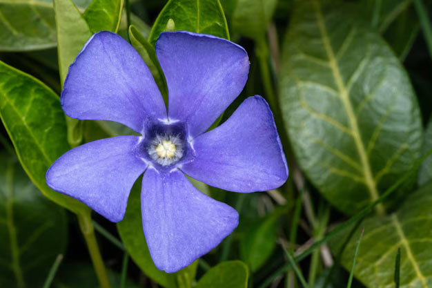 India-Flowers-Periwinkle (Sadabahar)
