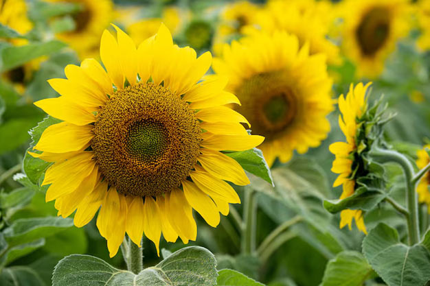 India-Flowers-Sunflowers